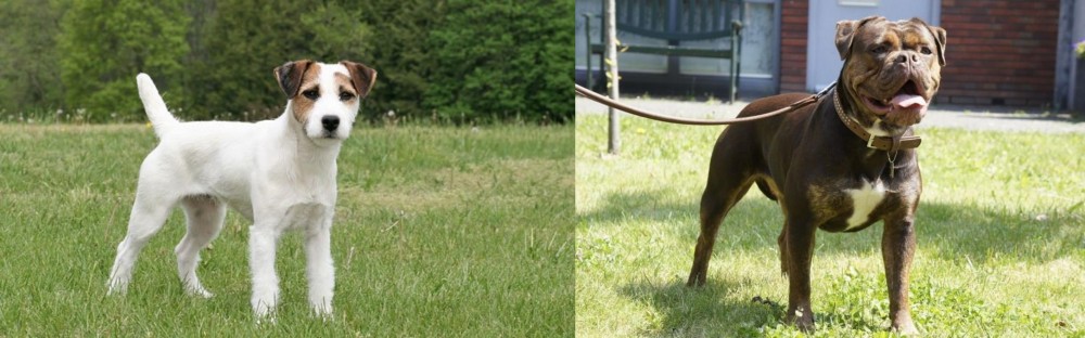 Renascence Bulldogge vs Jack Russell Terrier - Breed Comparison