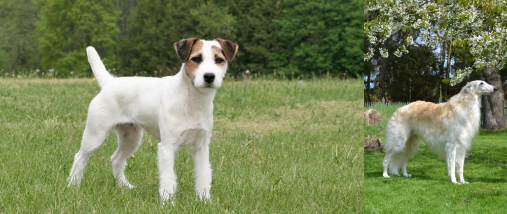 Russian Hound vs Jack Russell Terrier - Breed Comparison