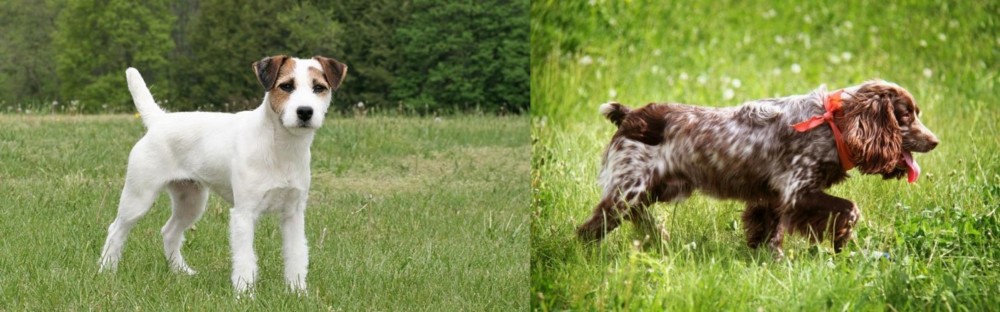 Russian Spaniel vs Jack Russell Terrier - Breed Comparison