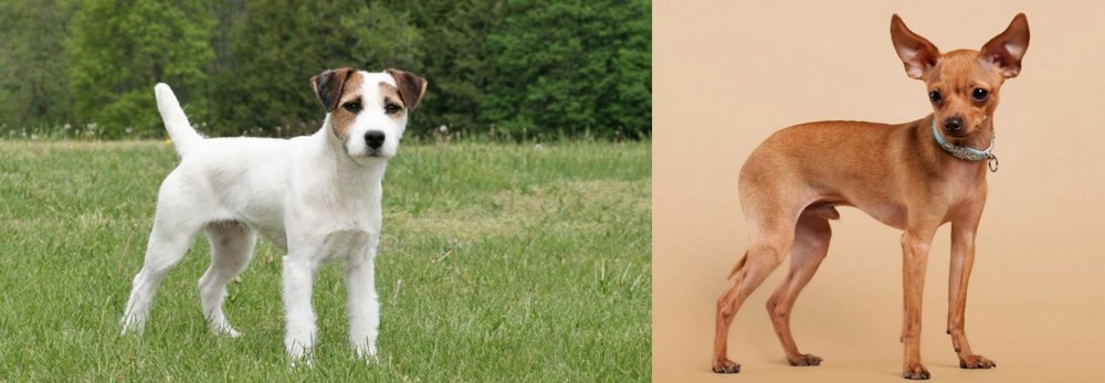 Russian Toy Terrier vs Jack Russell Terrier - Breed Comparison