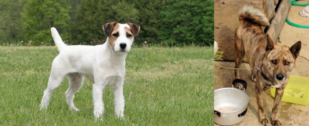Ryukyu Inu vs Jack Russell Terrier - Breed Comparison