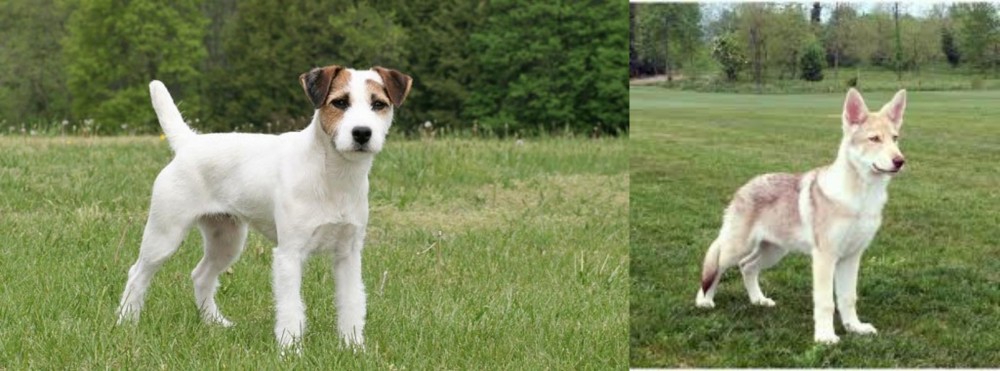Saarlooswolfhond vs Jack Russell Terrier - Breed Comparison