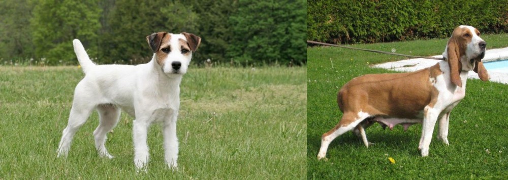 Sabueso Espanol vs Jack Russell Terrier - Breed Comparison