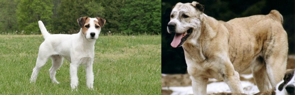 Sage Koochee vs Jack Russell Terrier - Breed Comparison
