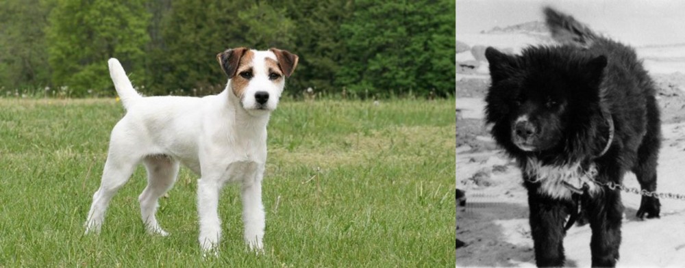Sakhalin Husky vs Jack Russell Terrier - Breed Comparison