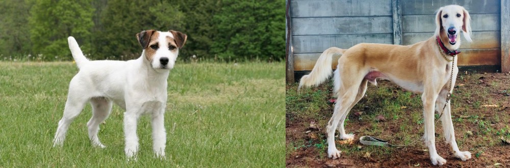 Saluki vs Jack Russell Terrier - Breed Comparison