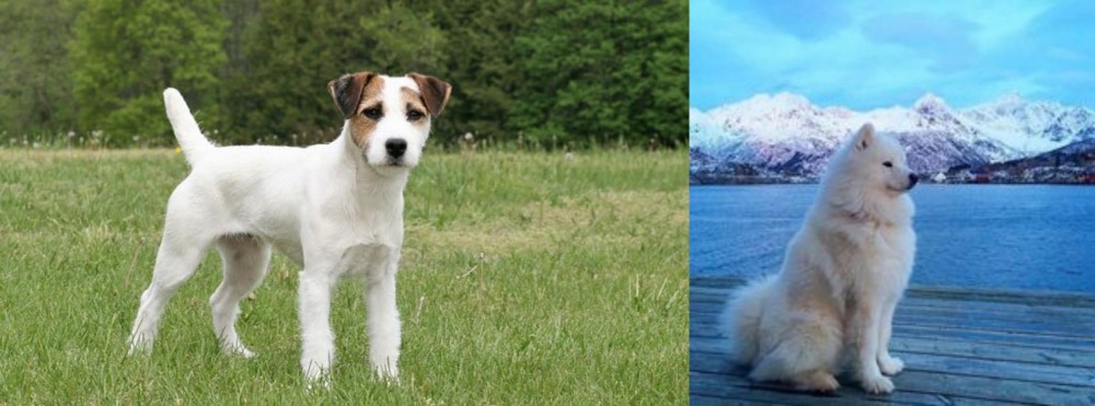 Samoyed vs Jack Russell Terrier - Breed Comparison