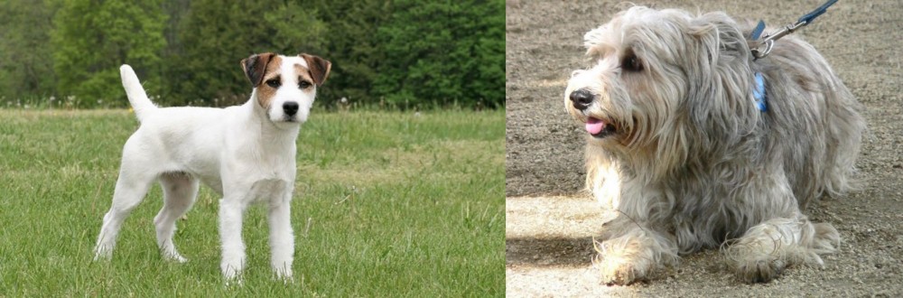 Sapsali vs Jack Russell Terrier - Breed Comparison