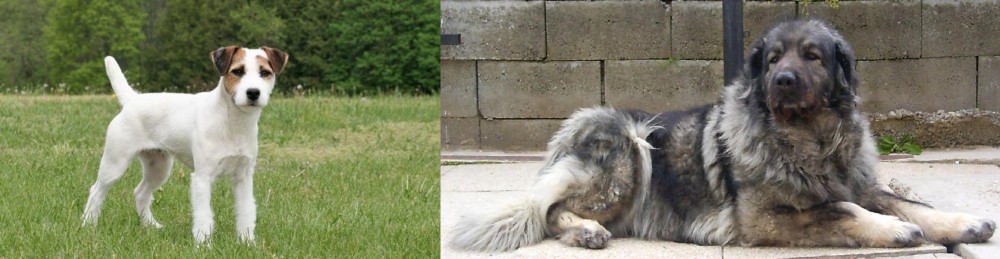 Sarplaninac vs Jack Russell Terrier - Breed Comparison