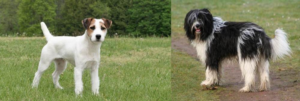 Schapendoes vs Jack Russell Terrier - Breed Comparison