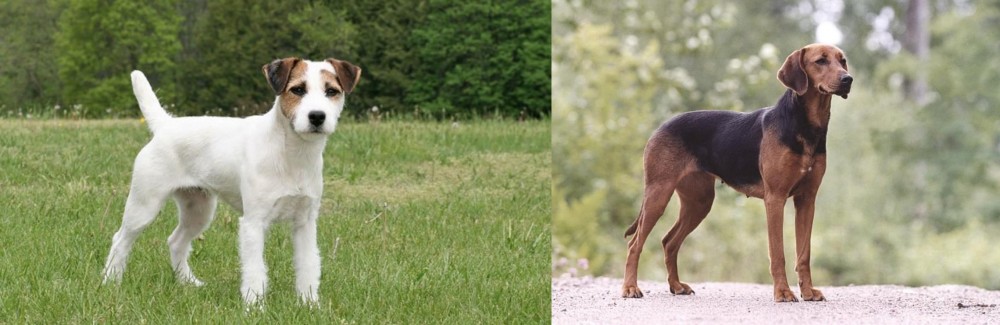 Schillerstovare vs Jack Russell Terrier - Breed Comparison