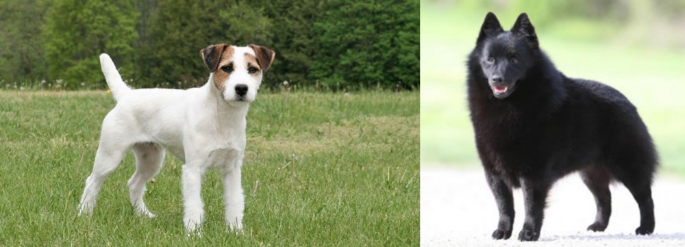 Schipperke vs Jack Russell Terrier - Breed Comparison