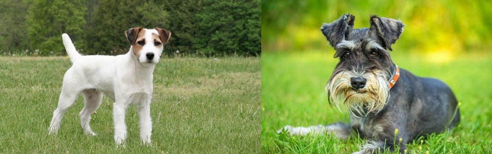 Schnauzer vs Jack Russell Terrier - Breed Comparison
