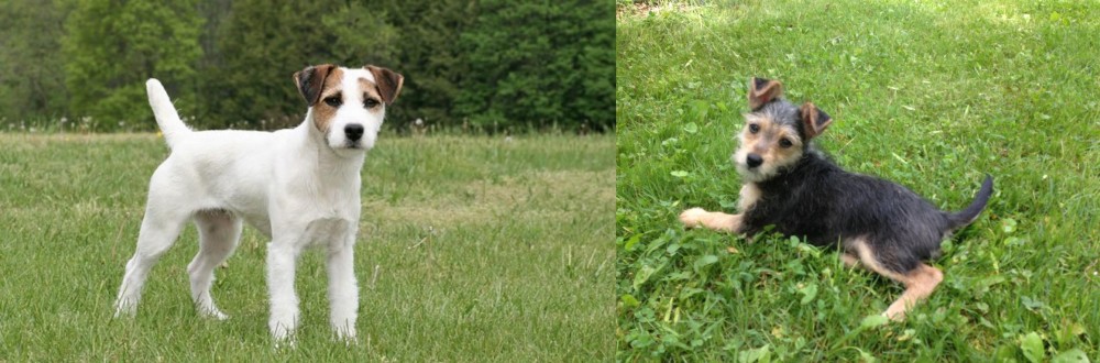 Schnorkie vs Jack Russell Terrier - Breed Comparison