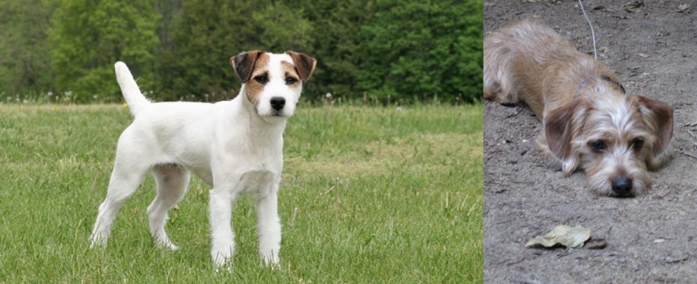 Schweenie vs Jack Russell Terrier - Breed Comparison