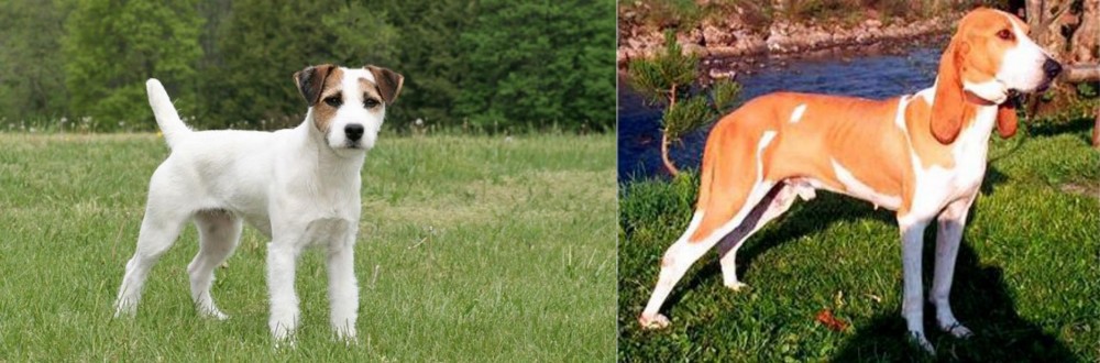 Schweizer Laufhund vs Jack Russell Terrier - Breed Comparison