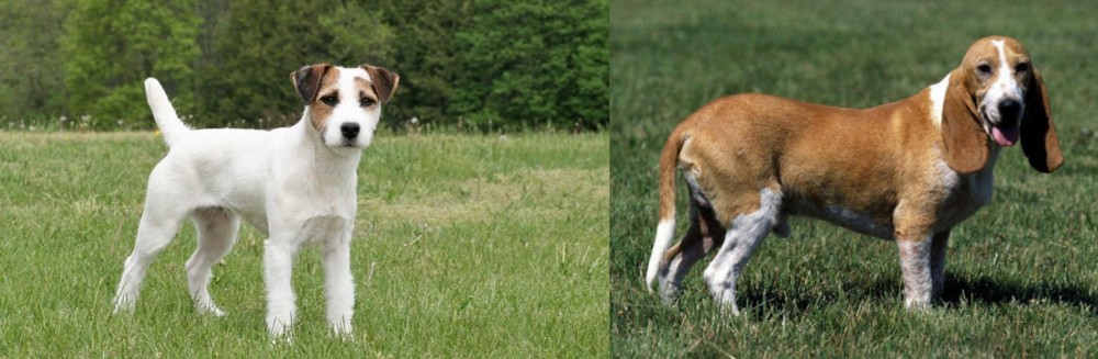Schweizer Niederlaufhund vs Jack Russell Terrier - Breed Comparison