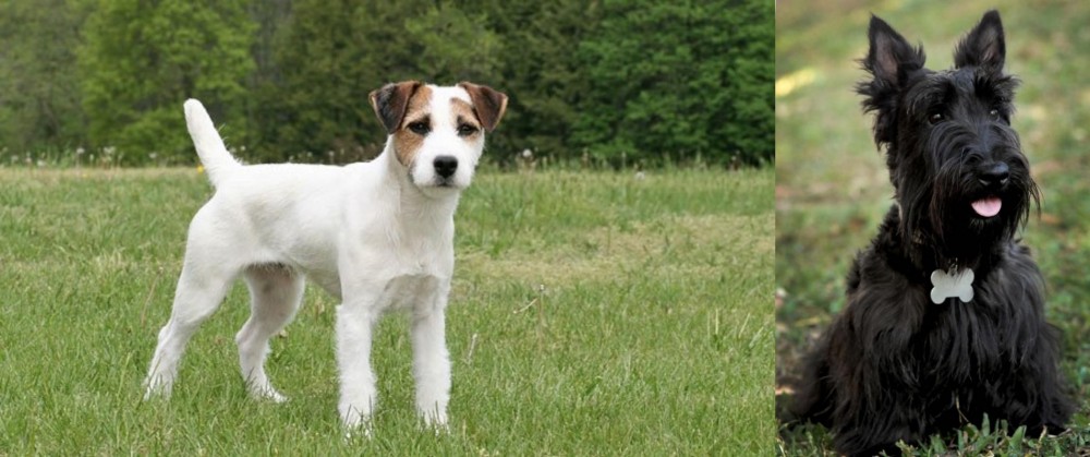 Scoland Terrier vs Jack Russell Terrier - Breed Comparison