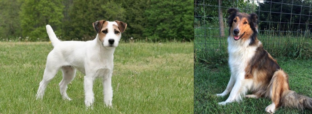Scotch Collie vs Jack Russell Terrier - Breed Comparison