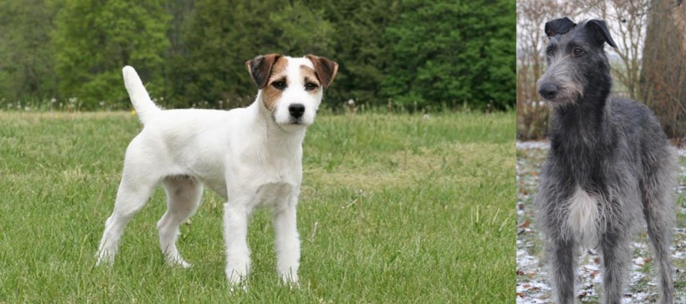 Scottish Deerhound vs Jack Russell Terrier - Breed Comparison