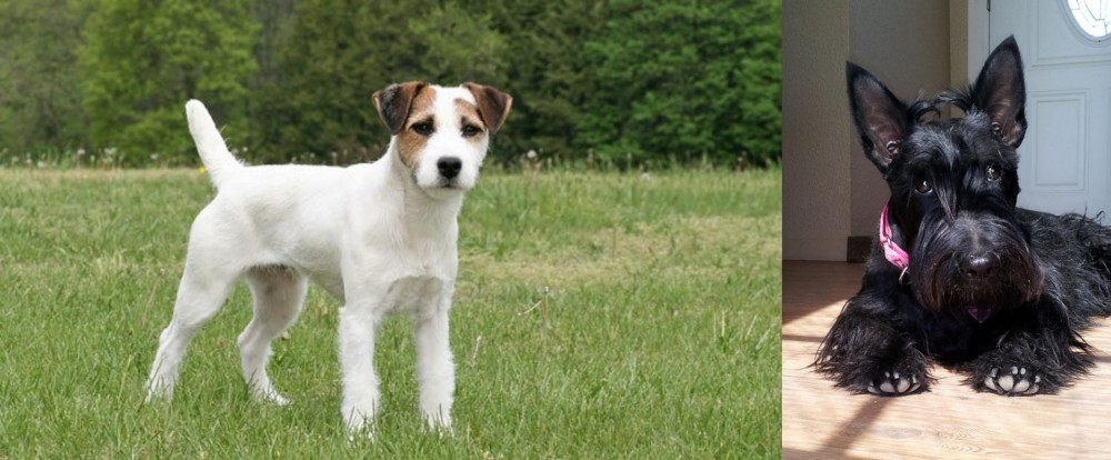 Scottish Terrier vs Jack Russell Terrier - Breed Comparison