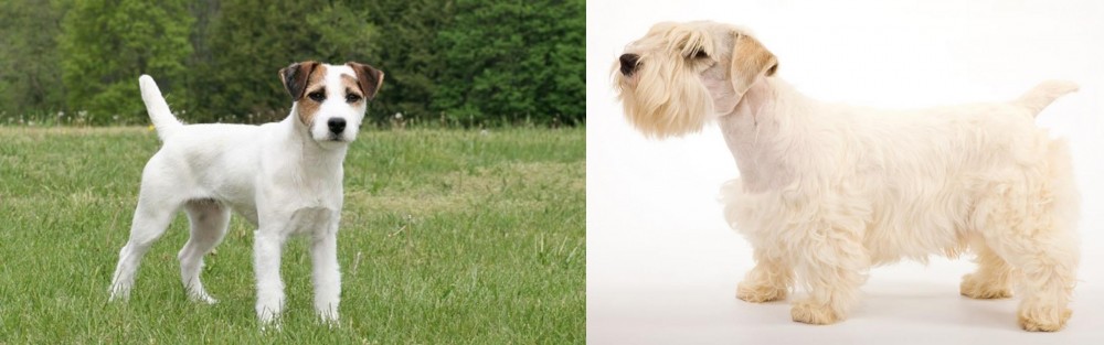 Sealyham Terrier vs Jack Russell Terrier - Breed Comparison