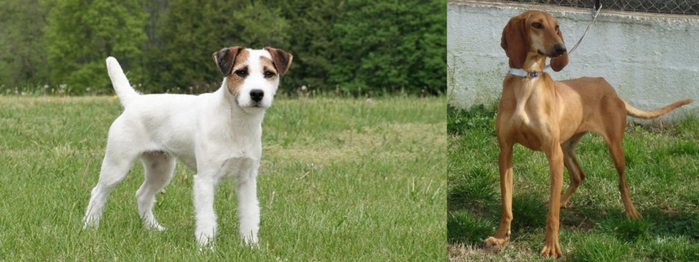 Segugio Italiano vs Jack Russell Terrier - Breed Comparison