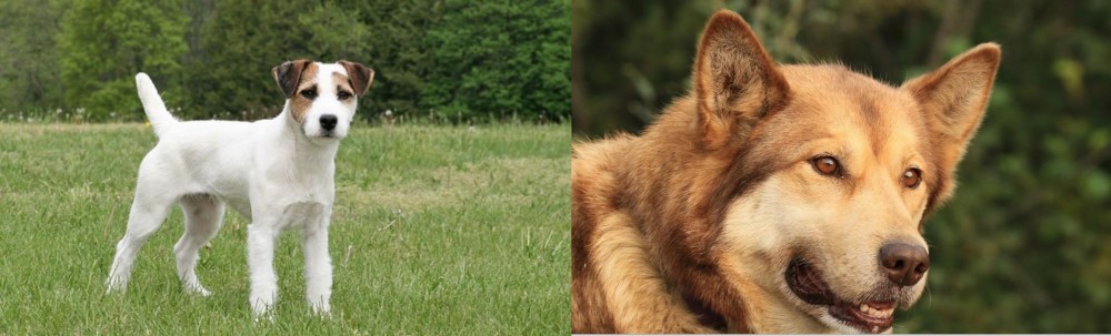 Seppala Siberian Sleddog vs Jack Russell Terrier - Breed Comparison
