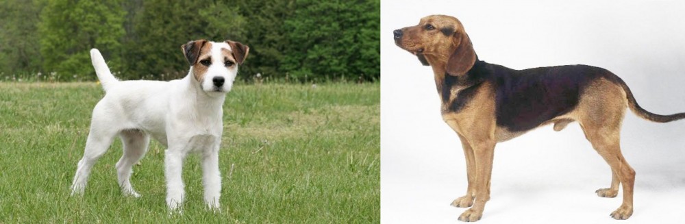 Serbian Hound vs Jack Russell Terrier - Breed Comparison