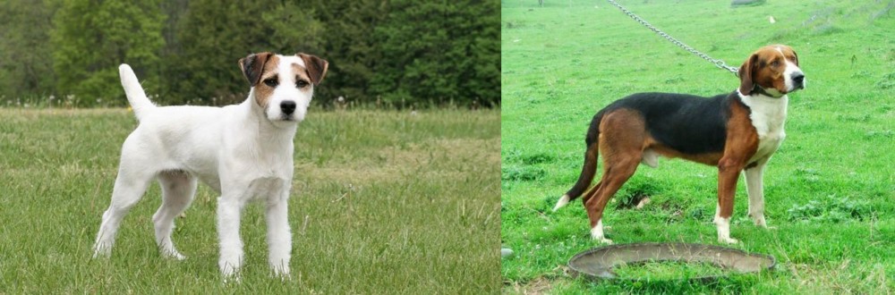 Serbian Tricolour Hound vs Jack Russell Terrier - Breed Comparison