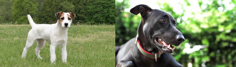 Shepard Labrador vs Jack Russell Terrier - Breed Comparison