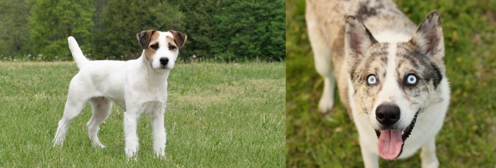 Shepherd Husky vs Jack Russell Terrier - Breed Comparison