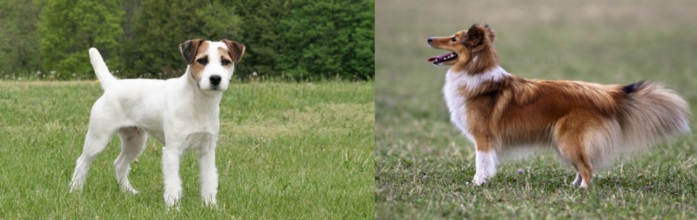 Shetland Sheepdog vs Jack Russell Terrier - Breed Comparison