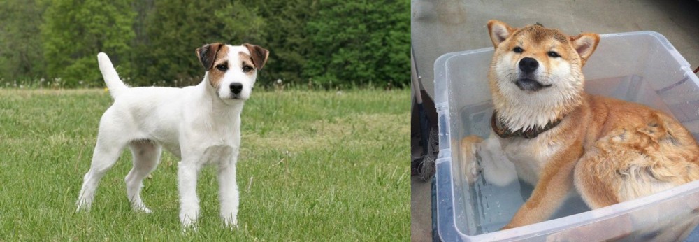 Shiba Inu vs Jack Russell Terrier - Breed Comparison