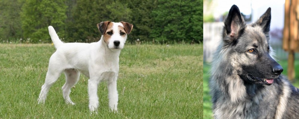 Shiloh Shepherd vs Jack Russell Terrier - Breed Comparison