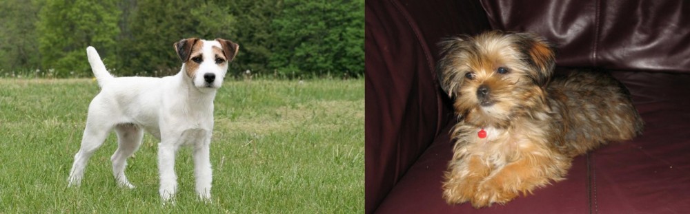 Shorkie vs Jack Russell Terrier - Breed Comparison
