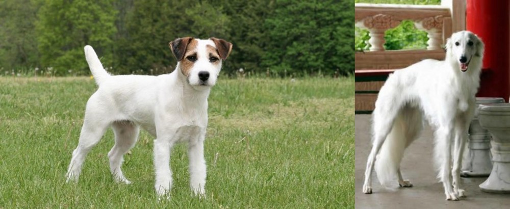 Silken Windhound vs Jack Russell Terrier - Breed Comparison