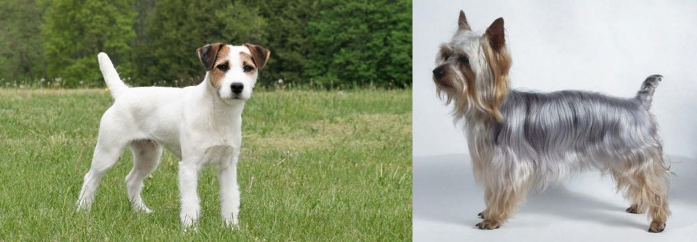 Silky Terrier vs Jack Russell Terrier - Breed Comparison