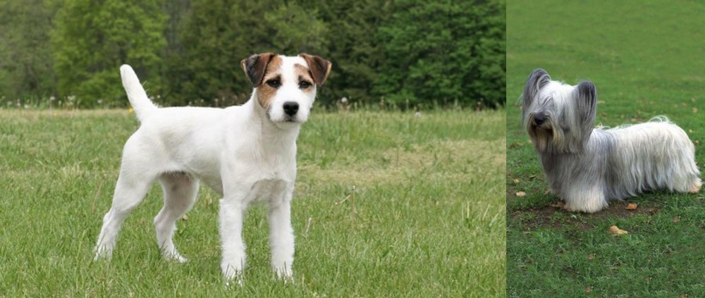 Skye Terrier vs Jack Russell Terrier - Breed Comparison