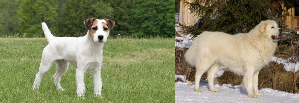 Slovak Cuvac vs Jack Russell Terrier - Breed Comparison