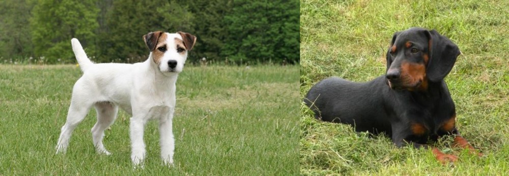 Slovakian Hound vs Jack Russell Terrier - Breed Comparison