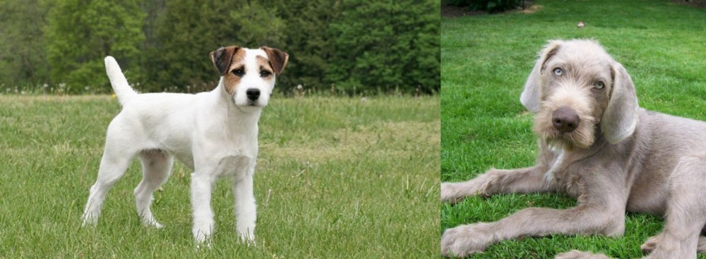 Slovakian Rough Haired Pointer vs Jack Russell Terrier - Breed Comparison