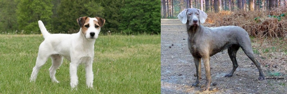Slovensky Hrubosrsty Stavac vs Jack Russell Terrier - Breed Comparison