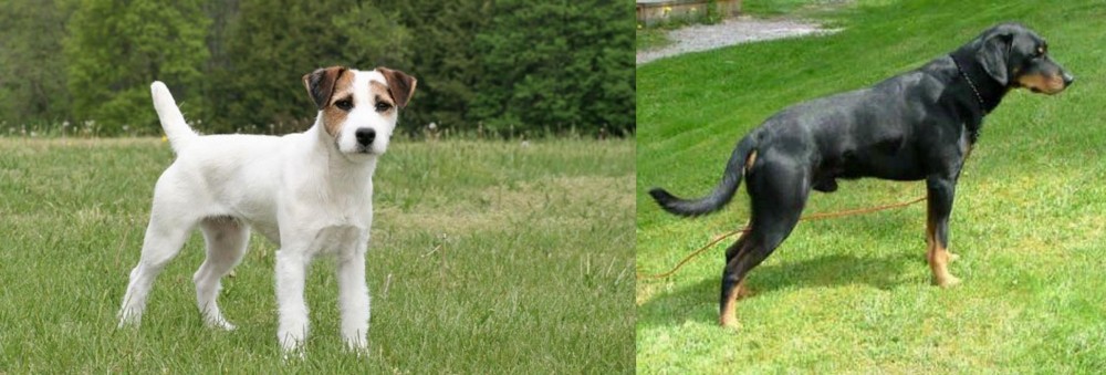Smalandsstovare vs Jack Russell Terrier - Breed Comparison