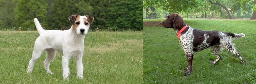 Small Munsterlander vs Jack Russell Terrier - Breed Comparison