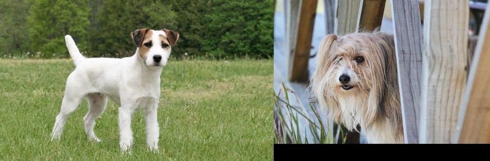 Smithfield vs Jack Russell Terrier - Breed Comparison