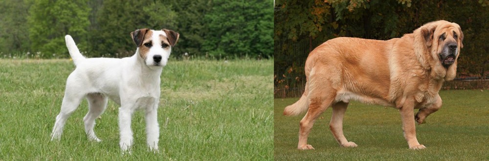 Spanish Mastiff vs Jack Russell Terrier - Breed Comparison