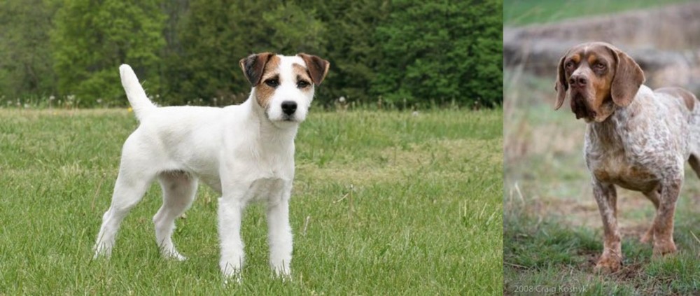 Spanish Pointer vs Jack Russell Terrier - Breed Comparison