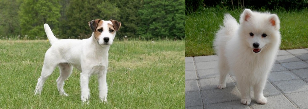 Spitz vs Jack Russell Terrier - Breed Comparison