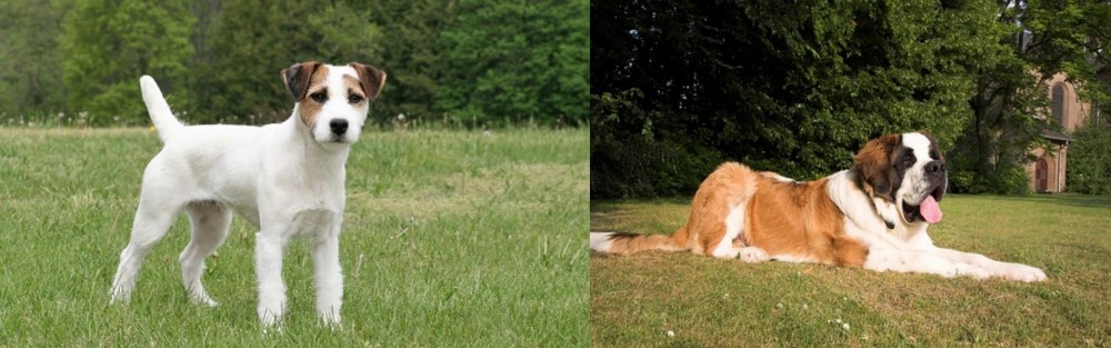 St. Bernard vs Jack Russell Terrier - Breed Comparison